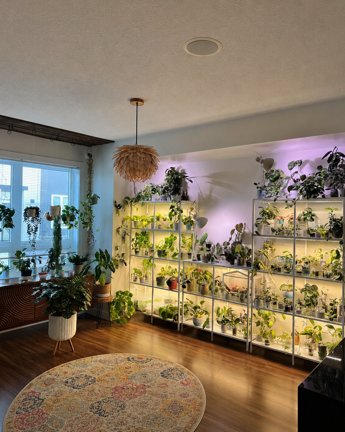 A large indoor room with a wall of illuminated shelving units displaying many potted houseplants. The space has wood flooring, a patterned round rug, a woven pendant light, a window on the left, and purple accent lighting on the wall.